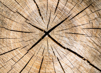 //iprorwxhlpqrlp5p.ldycdn.com/cloud/lnBpiKmiliSRkllkinlkko/Top-Hardwood-Manufacturers-And-Suppliers-in-Mozambique.jpg