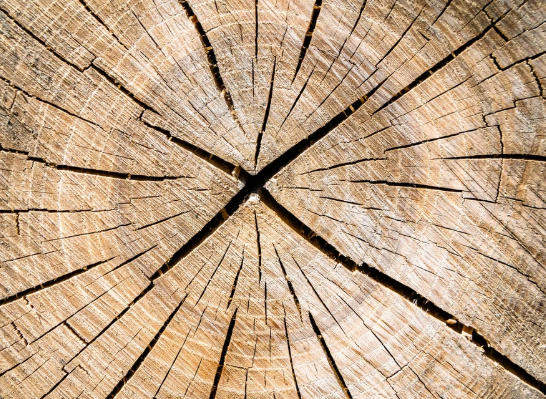 Top Hardwood Manufacturers And Suppliers in Mozambique