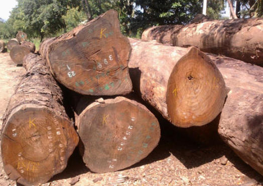 Top 10 Azobe Logs Suppliers in China