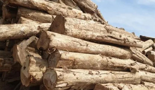 High Quality Teak Wood High Quality Teak Wood