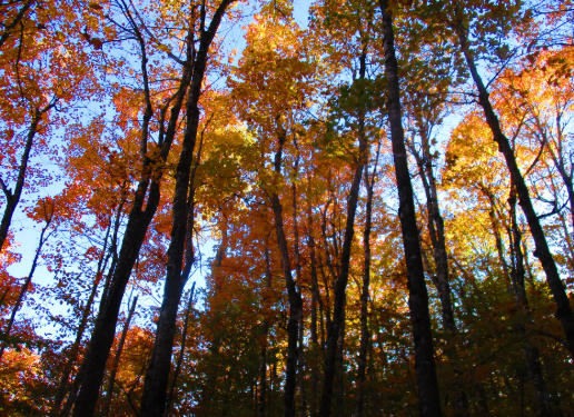 How Much Is An Acre of Hardwood Timber Worth How Much Is An Acre of Hardwood Timber Worth