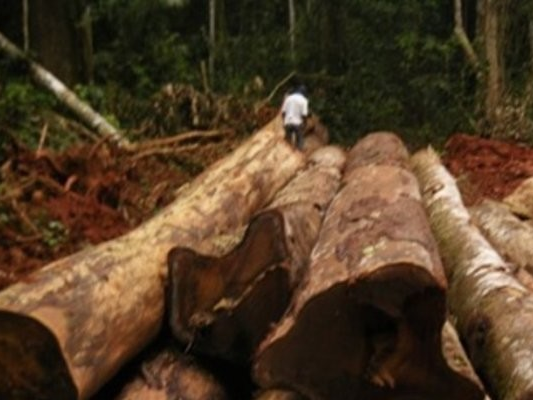 Dabema And Doussie : Hidden Gems of African Hardwoods