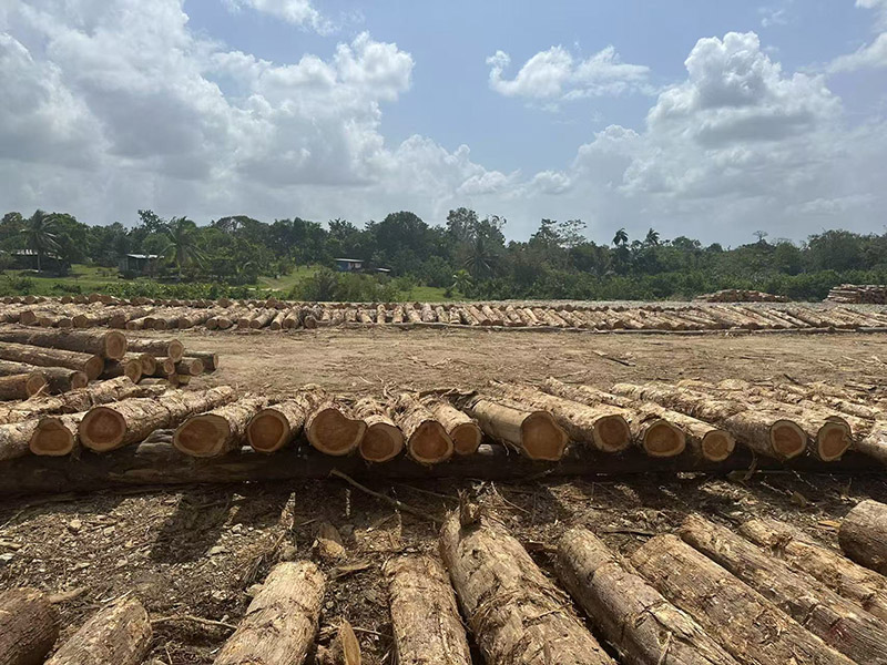 What Are The Best Uses of China Timber in Modern Construction?