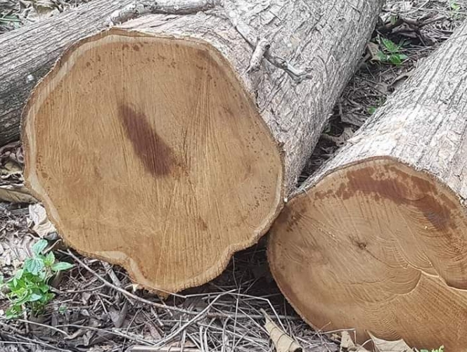 What Makes Chinese Teak Wood A Popular Choice for Outdoor Furniture?