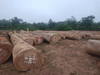 Azobe Round Logs