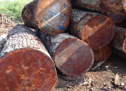 Italy Balsamo Lumber Suppliers