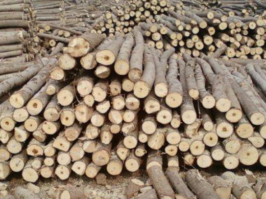 Poplar Wood Classification Hardwood
