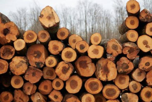 Premium Hardwood Lumber Suppliers China