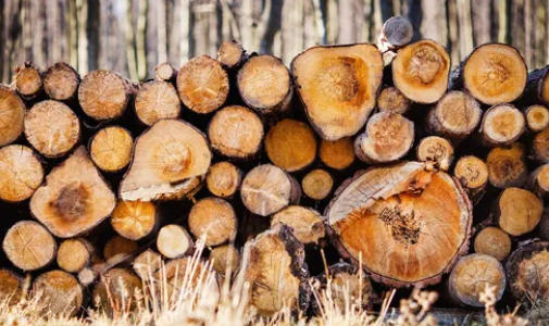 Premium Hardwood Log Suppliers China