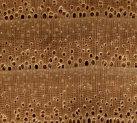//iprorwxhlpqrlp5p.ldycdn.com/cloud/loBpiKmiliSRklroiqklko/Is-Iroko-Wood-Expensive.jpg