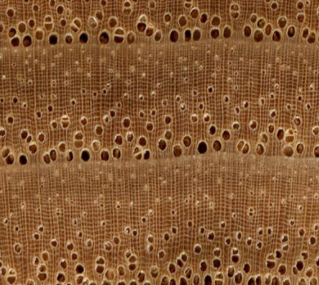 Is Iroko Wood Expensive