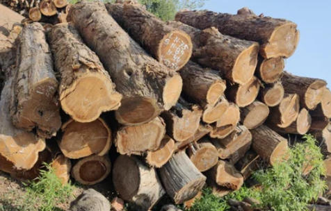 High Quality Teak Wood Logs China High Quality Teak Wood Logs China