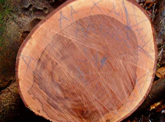 Premium Mussivi Lumber France