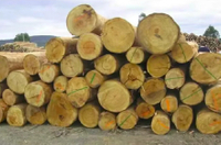 //iprorwxhlpqrlp5p.ldycdn.com/cloud/lpBpiKmiliSRjlqqqlnlkq/Best-Balsamo-Wood-Manufacturers-And-Suppliers-in-Italy.jpg