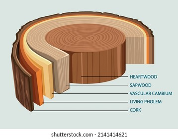 Get to Know Iroko Wood (3)