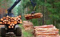 //iprorwxhlpqrlp5p.ldycdn.com/cloud/lpBpiKmiliSRllkljoioko/Timber-Acreage-Market-Value.jpg
