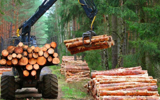 Is Timber A Hardwood?