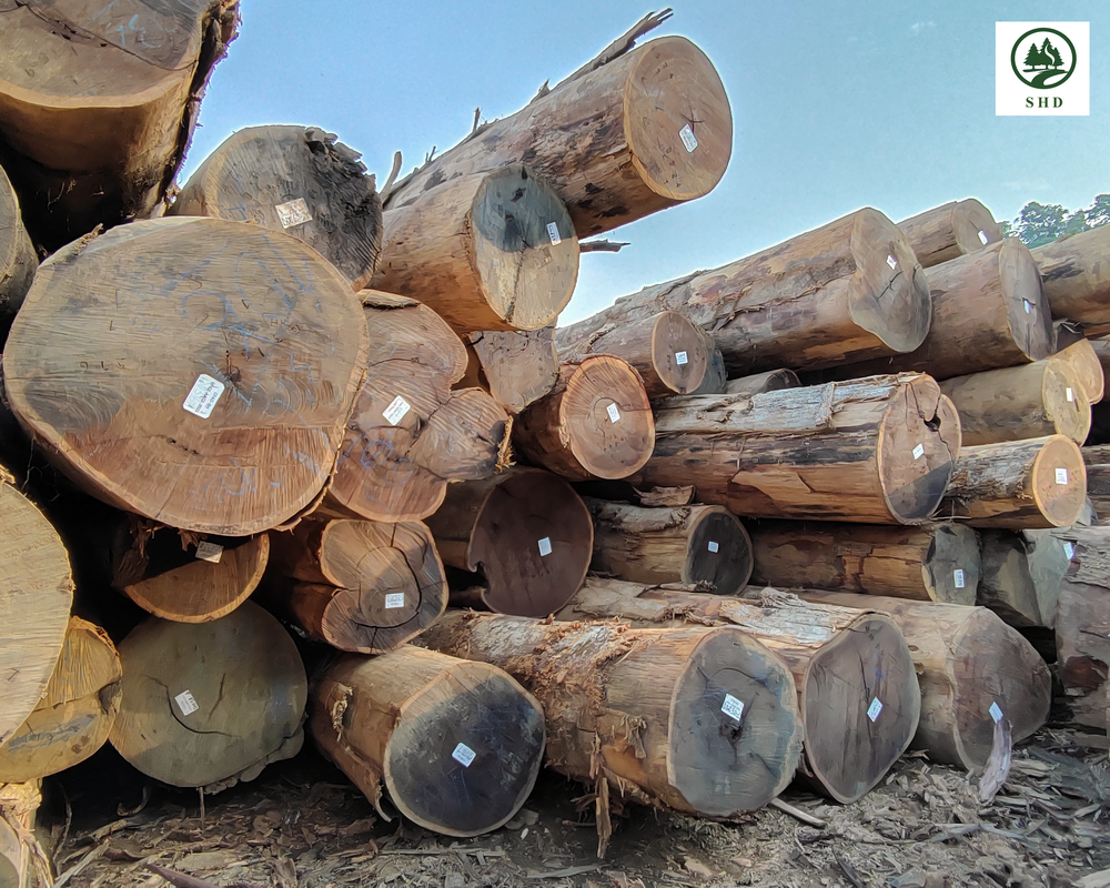 Wenge Wood (4)