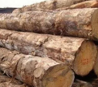 //iprorwxhlpqrlp5p.ldycdn.com/cloud/lpBpiKmiliSRllmjmkmrkq/Ayous-Wood-Importers-China.jpg