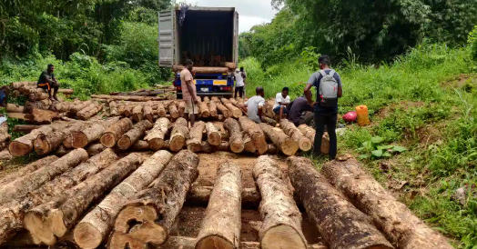 Top 10 Teak Wood Timber Suppliers in China Top 10 Teak Wood Timber Suppliers in China