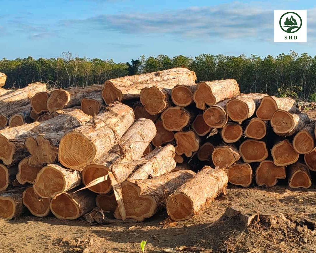 Tropical Timber (1)