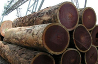 //iprorwxhlpqrlp5p.ldycdn.com/cloud/lpBpiKmiliSRllrqrjqoko/Top-Hardwood-Log-Manufacturers-And-Suppliers-in-Equatorial-Guinea.jpg