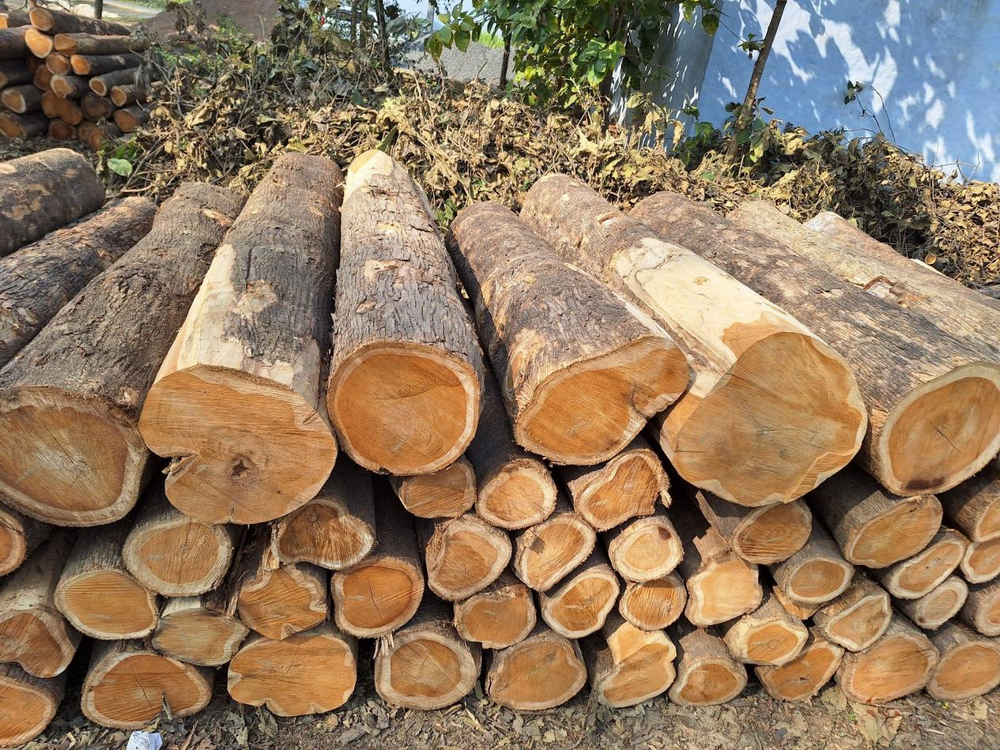 Teak Timber (2)