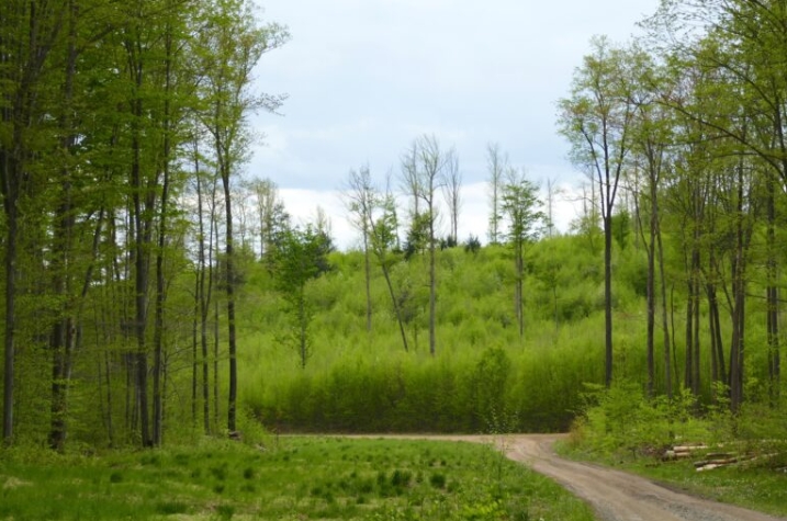 Who Owns The Lyme Timber Company?