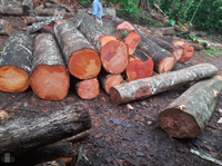 //iprorwxhlpqrlp5p.ldycdn.com/cloud/lqBpiKmiliSRjlqqqliqkq/Best-Balsamo-Wood-Manufacturers-And-Suppliers-in-France.jpg