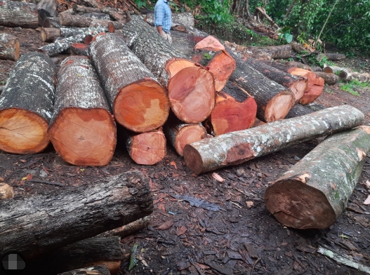 Best Balsamo Wood Manufacturers And Suppliers in France