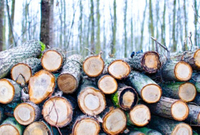 //iprorwxhlpqrlp5p.ldycdn.com/cloud/lqBpiKmiliSRkllkinjqko/Top-10-Hardwood-Lumber-Suppliers-in-China.jpg