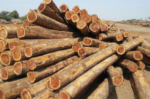 Sustainable Teak Wood Sustainable Teak Wood