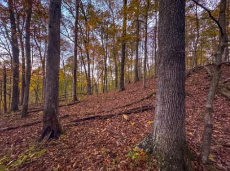 Investing In Hardwood Timber