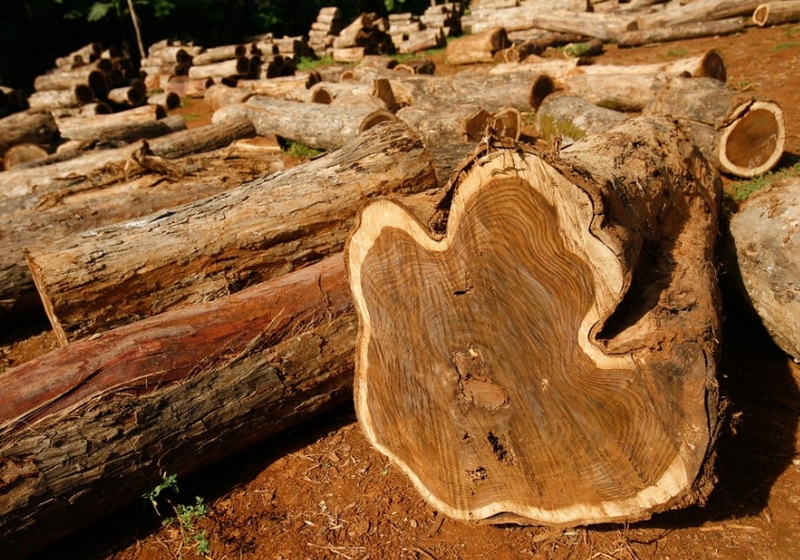 Can Teak Wood Get Wet?