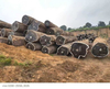 Iroko Round Logs
