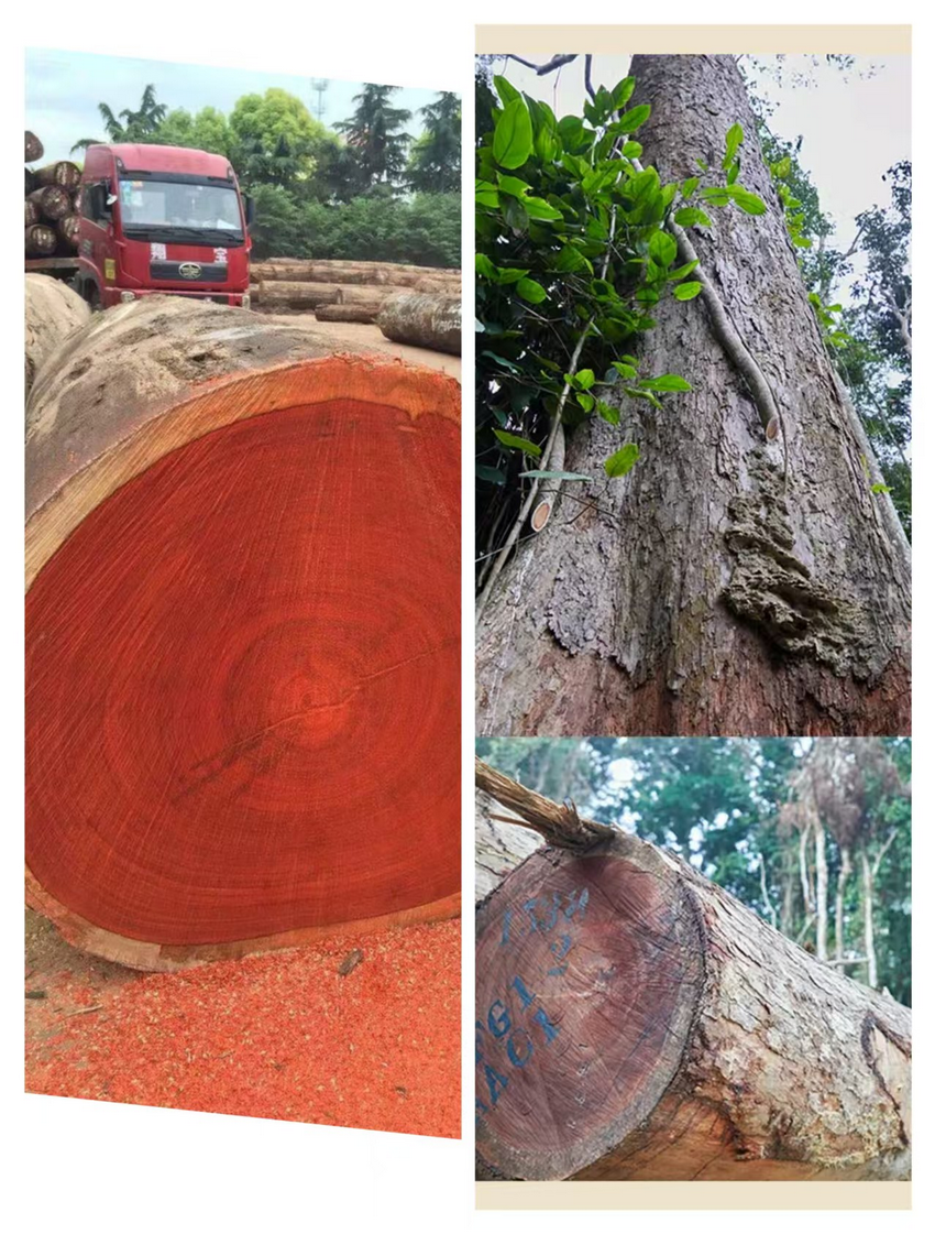 Get to Know Padouk Wood (1)