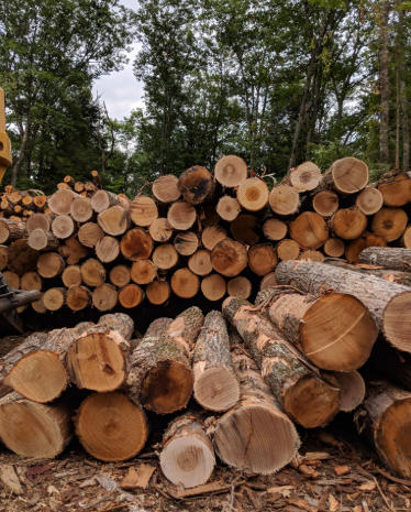 China Hardwood Wood Factories