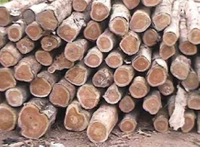 //iprorwxhlpqrlp5p.ldycdn.com/cloud/lrBpiKmiliSRlljlpjqikq/Hardwood-Timber-Exporters-From-Nigeria.jpg