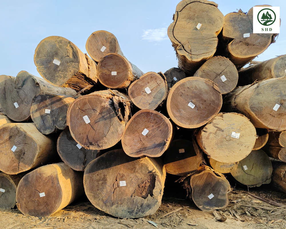 Wenge Wood (5)