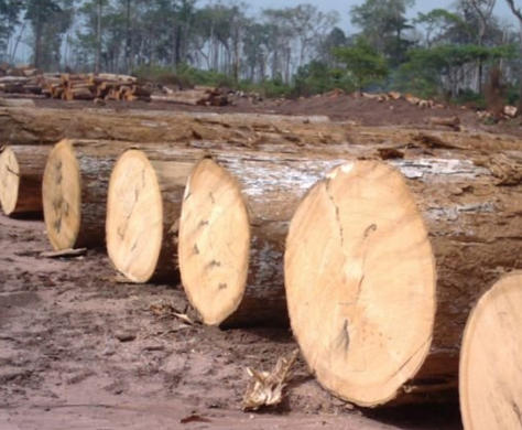 Top 10 Ayous Wood Suppliers in China Top 10 Ayous Wood Suppliers in China