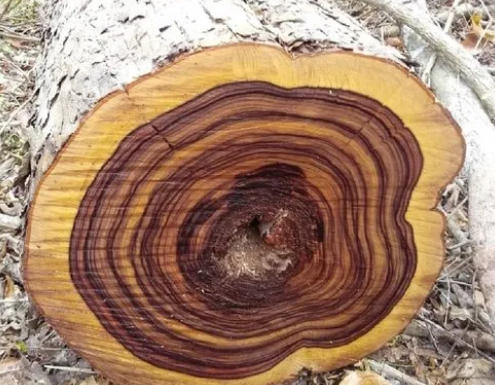 Jatoba Wood Benefits