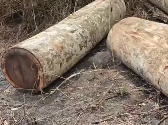 Nigerian Hardwood (4)