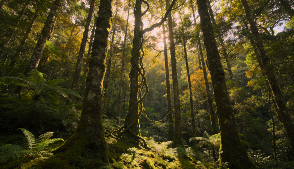 Ecuadorian Saman (1)