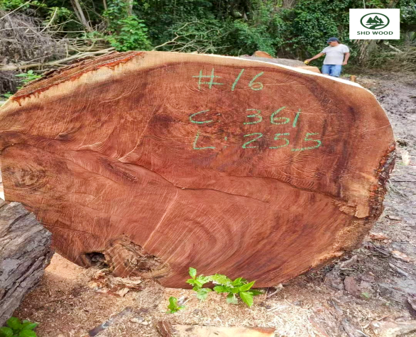 African Timber (1) African Timber (1)