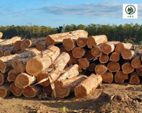 //iprorwxhlpqrlp5p.ldycdn.com/cloud/pjBpiKmiliSRplojoinpkp/Teak-Wood.jpg