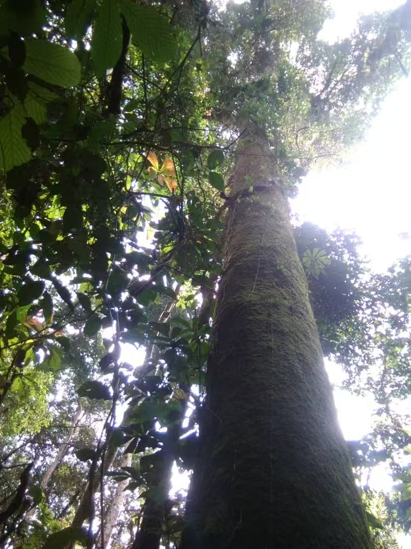 Africa&rsquo;s Wood (2)