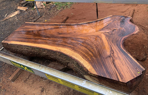 Venezuelan Saman (4)