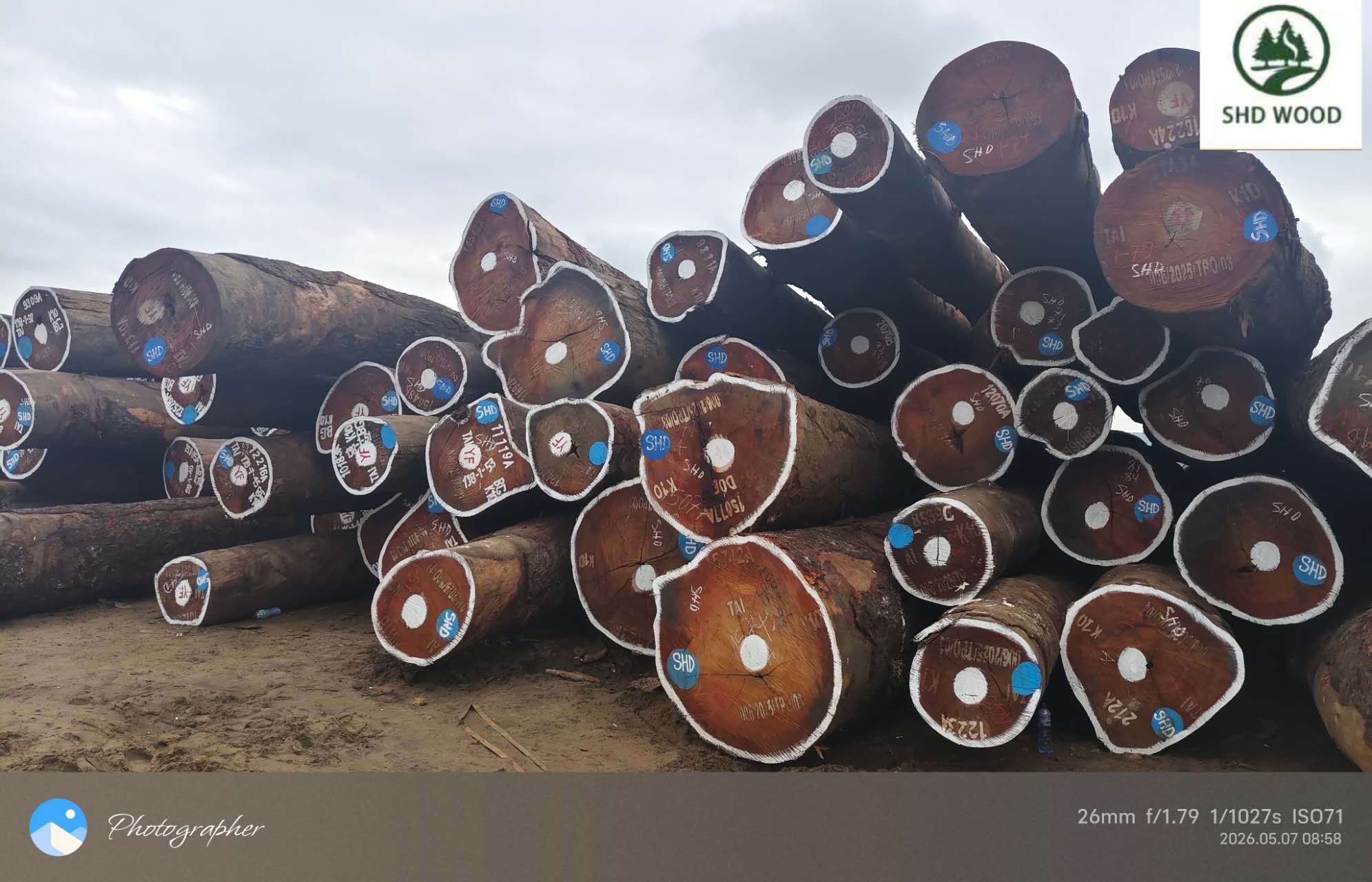 Tali Logs at African Log Yar
