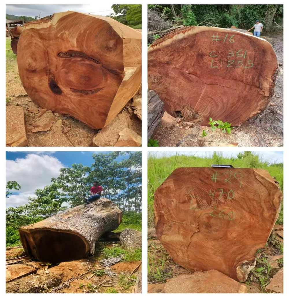 Ecuadorian Saman (7)