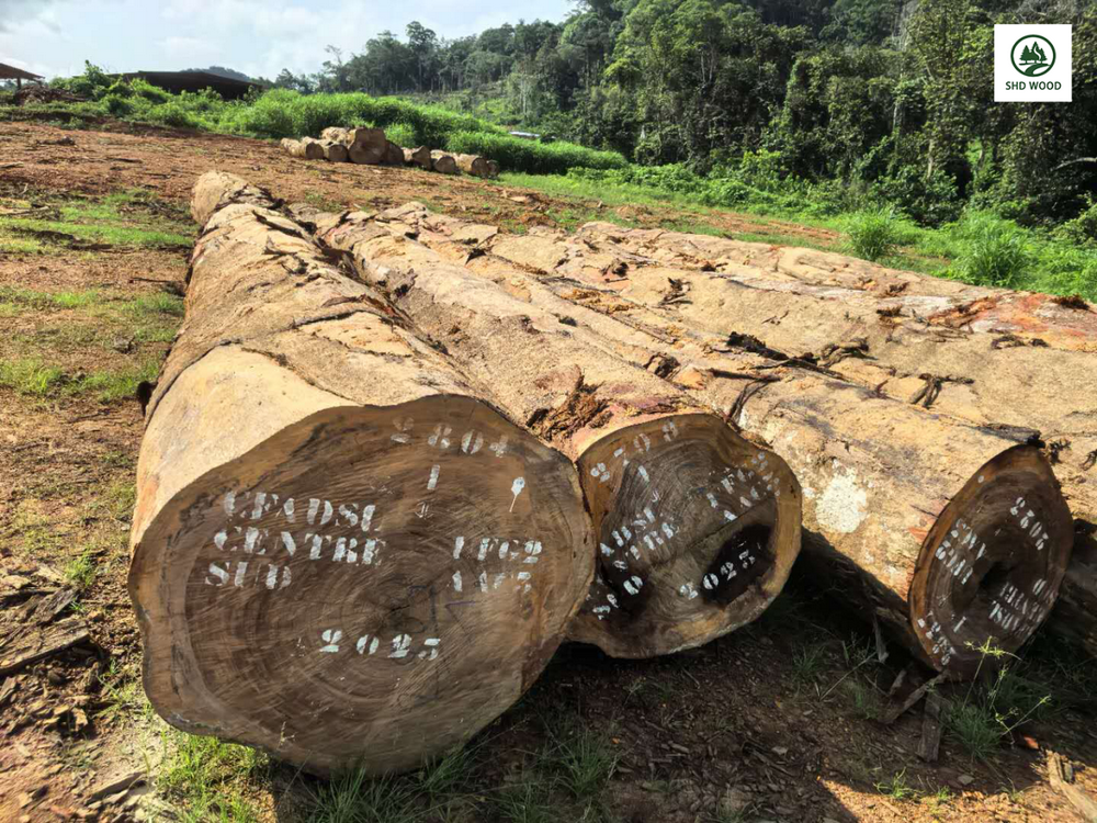 Beli Timber (1).png